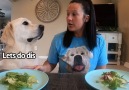 Charlie The Golden - DOG VS HUMAN Eating Contest ( Part 2)