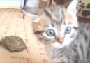 Chaton contre tortue