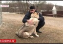 Chechen Wolf