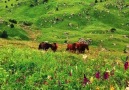 Chechnya - Heavens of Ingushetia