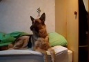 Check out this dog's reaction to a wolf howling )