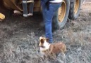 Cheddar Gadgets - Check out this corgi&ride... Facebook