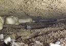 Cheddar Gadgets - Concrete Foam Facebook