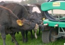 Cheddar Gadgets - Cow Feeding Device Facebook