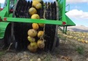 Cheddar Gadgets - Pumpkin Harvesting Facebook