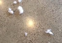 Cheeky French Bulldogs make a big mess