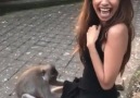 Cheeky monkey