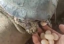 Chelito - Turtle Feeding Facebook