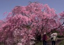 Cherry Blossom Sakura Japan Video by @haruyuki onoue (YouTube)