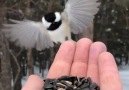 Chickadees feed out of your hand.