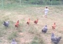 Chicken Attacks