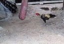 CHICKEN BOXING(Video @360ganoi)