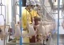 Chicken Butchery Plant