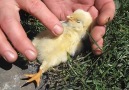 Chicken Littles