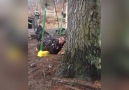 Chicken On A Swing