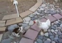 Chicken Police