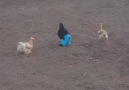 Chicken Runs Around Wearing Blue Pants