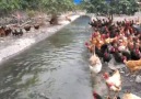 chickens flying