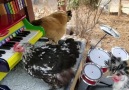 Chickens Form Backyard Band