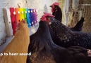 Chickens Play Xylophone