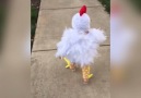 Chicken Struts Her Stuff