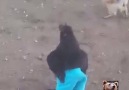 Chicken Wearing Pants