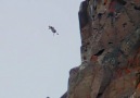 Chick Jumps Off Cliff - Life Story