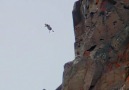 Chick Jumps Off Cliff - Life Story