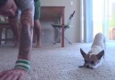 Chihuahua Doing Yoga Exercises