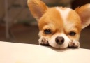 Chihuahua longing for biscuits (credit: IG - pkiyukiyup)