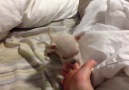 Chihuahua Puppy Bites Toes