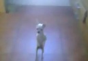 Chihuahua Salsa Dancing