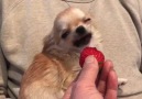 Chihuahua vs. strawberry. IG chiwabara