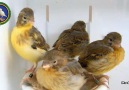 Chiks at 18 days old - nest explosion
