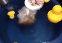 Chill cat soaks in bath