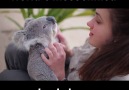 Chilled Koala