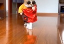 China Plus News - Cat walk Facebook