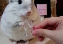 Chinchilla Only Drinks Classy Drinks