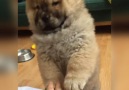 Chow chow paw>hand