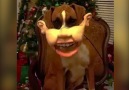 Christmas Dog Is Creepy AF