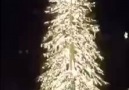 Christmas Tree Light Show