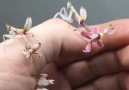 Çiçek görünümlü peygamber devesi böcekleri