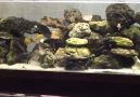 Cichlid Aquariums