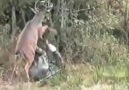 Ciervo ataca a cazador