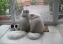 Çifte Kumru Kediler ☺