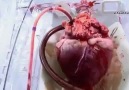 Çıkartılan Kalbi Tam Fonksiyonlu Çalıştıran Makine