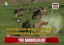 ÇİLE ÜSTÜNE ÇİLE!