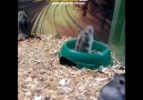 Çılgın Atan Hamster