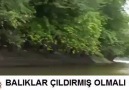 Çılgın balıklar..Paylaşın lütfen..