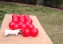 Çılgınca balon patlatan köpek..